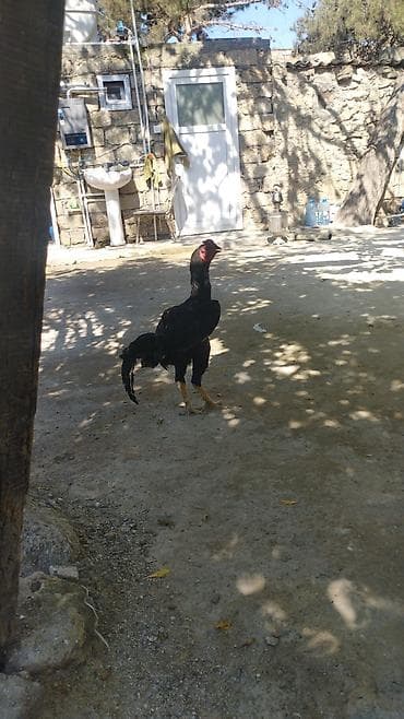 Cins xoruz – uzunboylu, güclü quruluşlu, qara lələklər və qırmızı