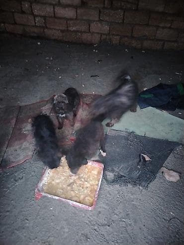 simmental cinsi: 5 ay — 1