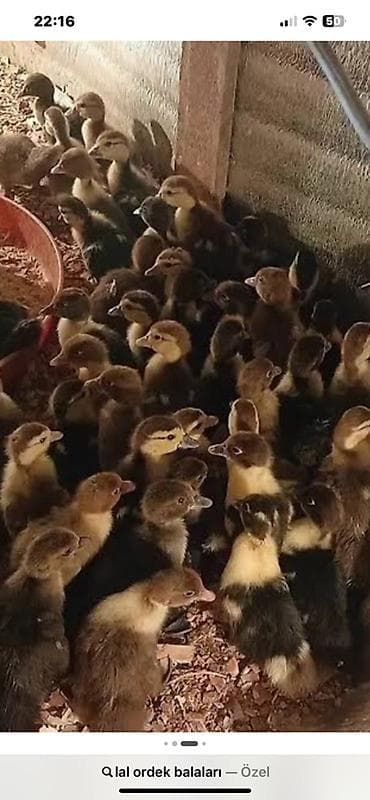 ordek balasi satilir: Lal ördəyin bütün sortlarının lavanda,macar,qırmızı,ağ qara,ağ — 1