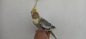 qus: Korella quşudu 2 aylıq sağlam baladır . 1 erkəy 1 dişi . 1 nin — 2