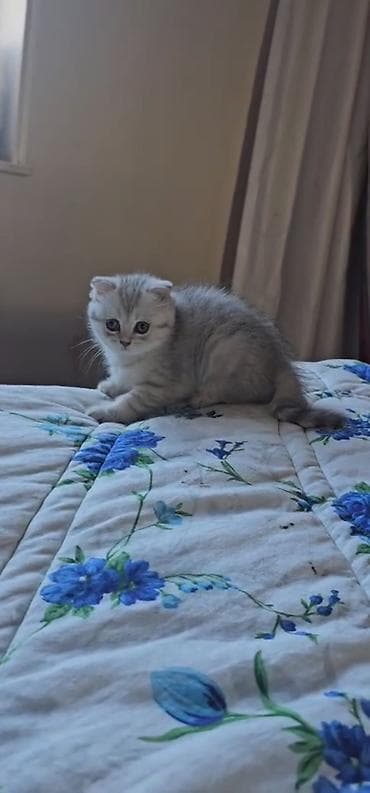 pişik balası satılır: Britan yastı qulaq, Erkək, Dişi, Yaxşı əllərə, Ünvandan götürmə, Ödənişli çatdırılma — 4