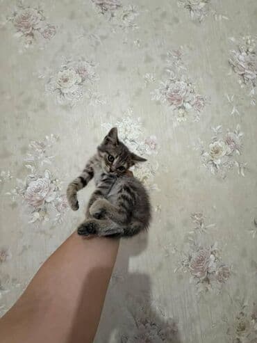 pişik paltarları: Amerikan Shorthair, Dişi, Yaxşı əllərə — 15