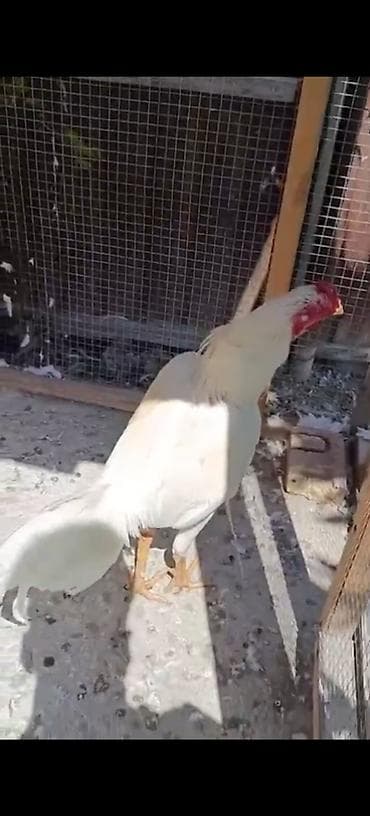 qus satisi: Heyrati xoruzu satılır vəya damazlıq kənd xoruzu ilə barter olunur — 1