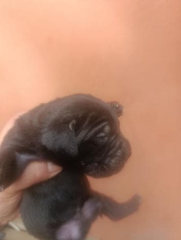 K/t heyvanları və malları: Kane-Korso, Peyvəndli — 3