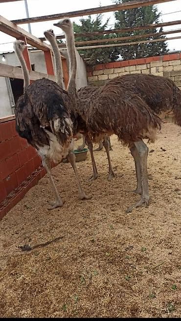 Heyvanlar üçün mallar: Emu/strus quşları satılır. Xüsusiyyətlər: - Növ: Afrika strusu — 2