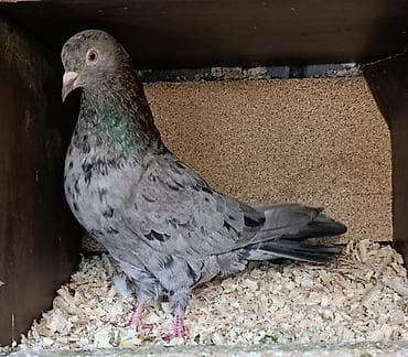 tap az goyercinler: 17 quyruq əbrəş maya satılır. Cütə hazır bala verən mayadı. Qiymət 30 — 2