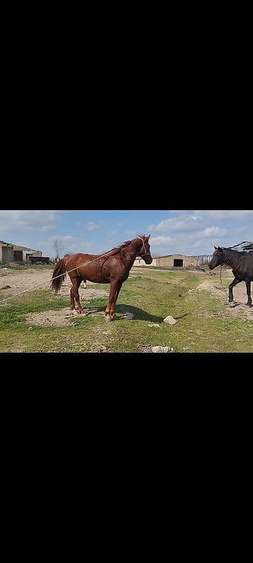 Heyvanlar üçün mallar: Erkək, il: 5 — 1