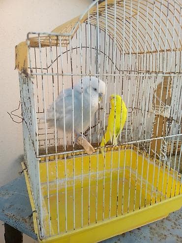 Iki qus (erkek disi) bir boyuk qefes icinde yemi qabi su qabi — 3