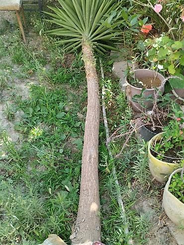 kala bitkisi: Satılır: Palma şəkilli yucca ağacı Təcili aparılması vacibdir. iki — 1