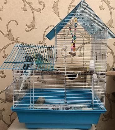 Əlaqə 0557864969 2 ədəd yetişkin tutuquşu və bir bala (1 aylıqdır)