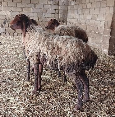 Pişiklər: Bogazliqdi aprelin axrina balasi olacaq Qoyun sürüsü – yerli cins — 1