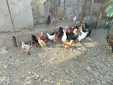 kend toyuqlari satisi: Məhsul: 20 dene xoruz Təsvir: - Açıq həyətyanı sahədə saxlanılan — 6