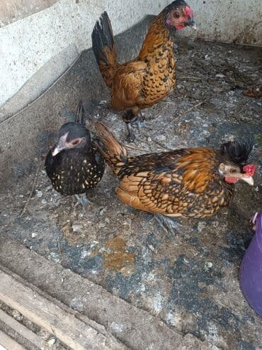 cuce: Toyuq, Yumurtalıq — 2