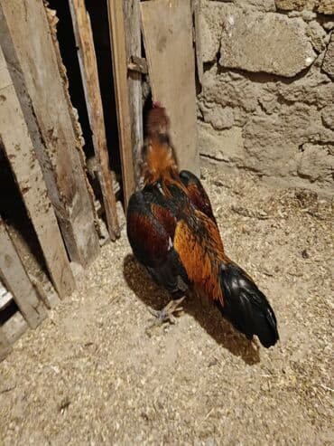 Gəmiricilər: Xoruz, il: 1, Ödənişli çatdırılma — 2