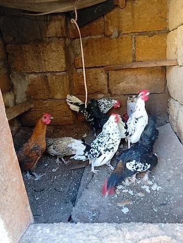 göyercin: Biri 15 m hamısı xoruzdu — 1