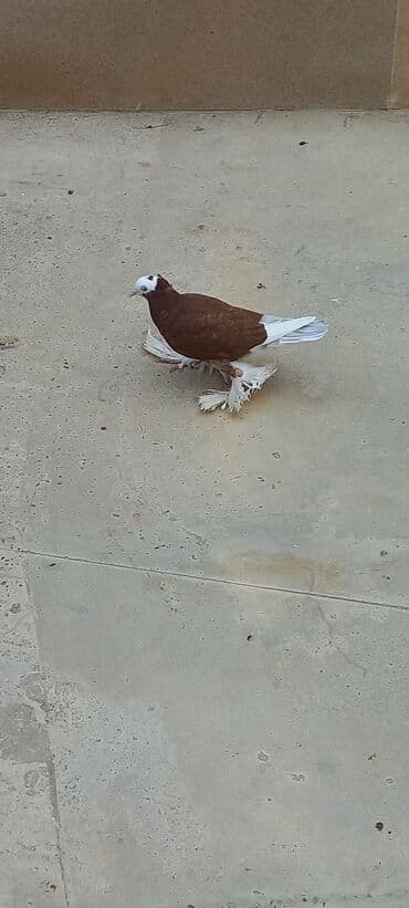 Cins göyərçin – ağ başlı, qəhvəyi-bənövşəyi bədənli, ağ quyruqlu və