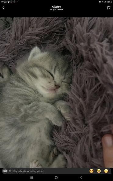 pisiyler: Britan — 1