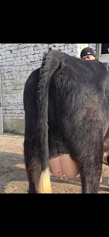 alabay sekilleri: Mal-qaranın satışı: inək buzov ilə - Növ: Süd istiqamətli inək buzovu — 5