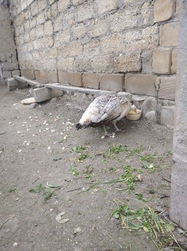 hinduska balasi satilir 2019: Salam aleykum. Satışda bir dənə qara qanad tovuzquşu fərəsi var. 7 — 2