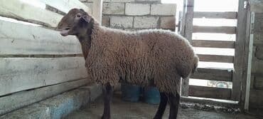 saanen keçi̇ satisi azerbaycanda: Togluların biri 8aylıq biri 6 aylıqdı damazlıga yararlıdır qiymetleri — 7