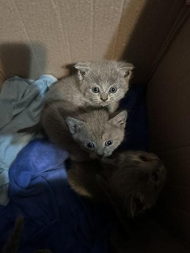 Erkək, Dişi, Yaxşı əllərə