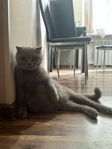 вольер для кота: Шотландская, В добрые руки — 2