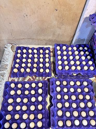lasos baliq rasmi: Kəklik yumurtaları mayalı yumurtalardı 1.50 azn — 2