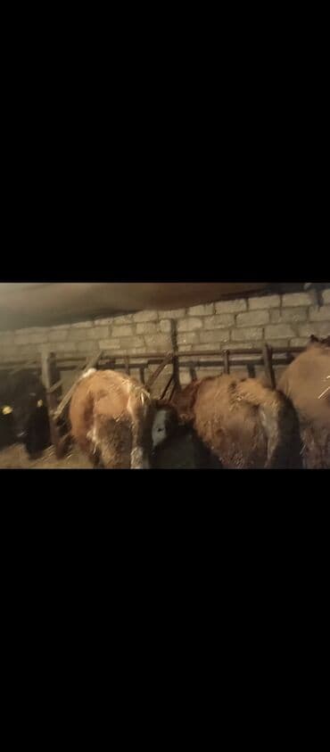 Çaydanlar: Dana, buzov, Erkək, Simental, ay: 1, Damazlıq, Ünvandan götürmə — 1