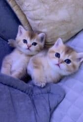 купить щенка чау чау: Шиншилла, Самец, Самка, Самовывоз, Бесплатная доставка — 1