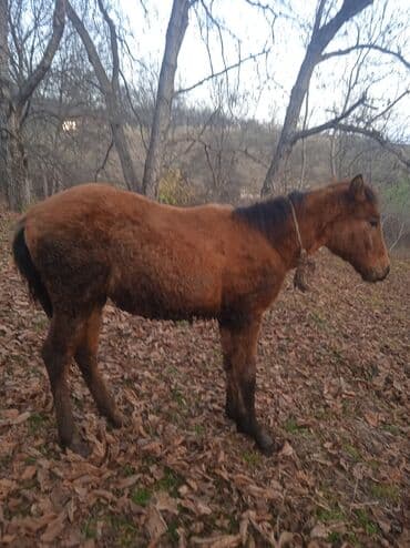 qu quşu və çöl qazı haqqında məlumat: Satılır: cavan at (şabalıdı rəng) - Növ: at - Yaş qrupu: cavan — 6