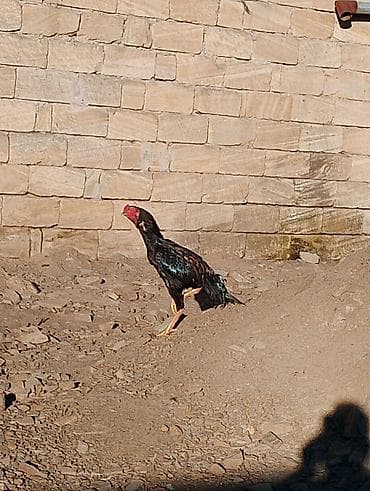 qara afcarka: Aseel tipli xoruz - Cins: Aseel (uzun boylu, əzələli quruluş, qalın — 2