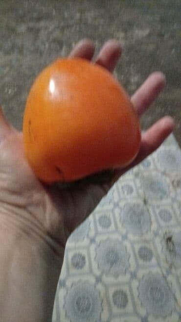 Готовые блюда, кулинария: Xurma (şaron) – iri ölçülü, şirin və ətirli - Növ: şaron/xurma - — 2