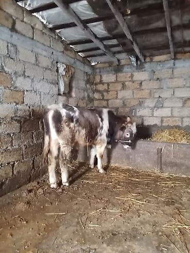 Птицы: Теленок, Самец, месяцев: 8, Для разведения — 3