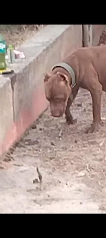 it ucun bellik: Pitbul — 3