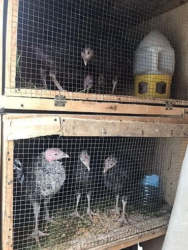 ov quslari: Hinduşka 4ayliq amerkan bros – qəfəs şəraitində bəslənən, sağlam və — 1