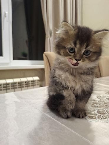 pişik eşyalari: Erkək pişik. oynağan mehriban pişikdir. 100 azn ata gold şinşilla ana — 4