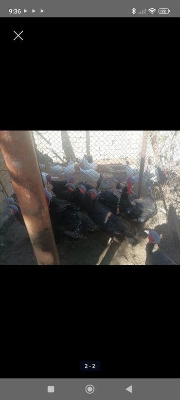 Məhsul: Hinduşka sürüsü Təsvir: - Qara rəngli, iri gövdəli