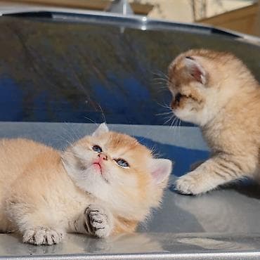 sort pisikler: Britan — 9