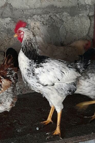 Heyvanlar üçün mallar: Xoruz, il: <1 — 9