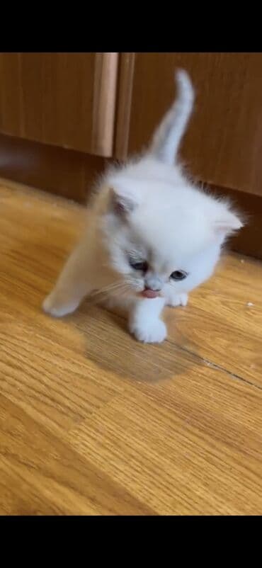 Şotland yastı qulaq