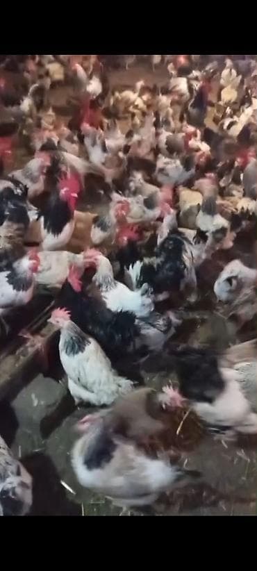 ucuz toyuq satisi: Toyuq, Yumurtalıq — 3