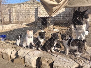Gəmiricilər: Akita-inu, 2 ay, Peyvəndli, Ödənişli çatdırılma — 4