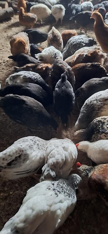 yerli cücələr: Toyuq cücələri, Damazlıq, Ödənişli çatdırılma — 4