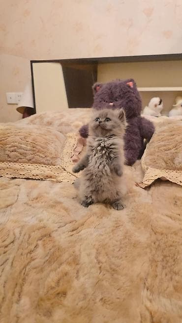 Saf tüklü, boz rəngli balaca Scottish/Persian tipli pişik balası -