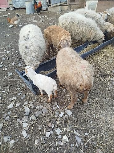 Qoyun və quzu sürüsü - Şəkillərdəki yerli cins qoyunlar və quzular -