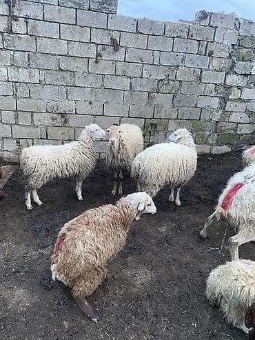 ördək balası: Ekiz balali qoyun 2 ci qarina yaninda 2 dene 18 kiloyluq dişi quzulari — 2