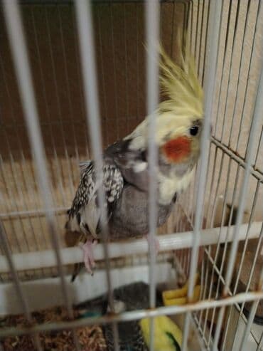 ingilis setteri it cinsinin adi: Nymph paraket (kakaduhuşusalam olsun hamıya. Hazır maya satilir — 1