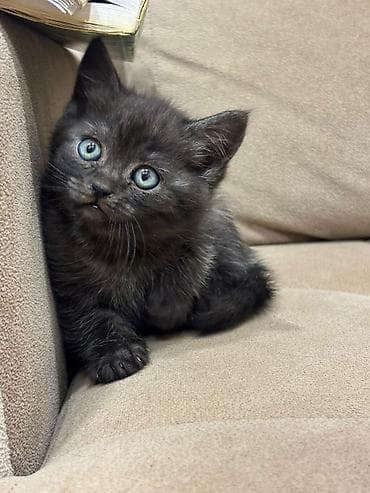 pişik üçün tualet: Britan — 3