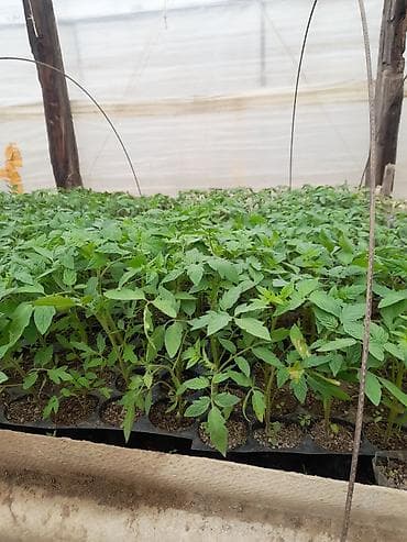 1 tonluq bak: Salam şitillərimiz cixdi satışa kime lazim olsa əlaqə saxlasin bibər — 3