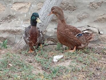 ruan ordək: Məhsul: Ördək cütü - Növ: RUAN ördəkləri, bir erkək (yaşıl parlaq — 2
